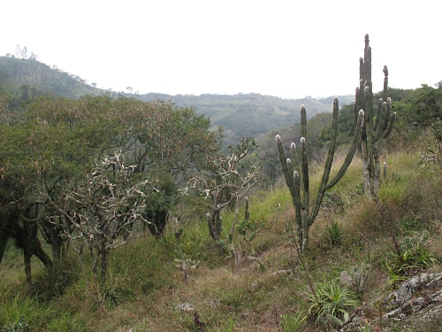 Cactuses on a canyon slope.