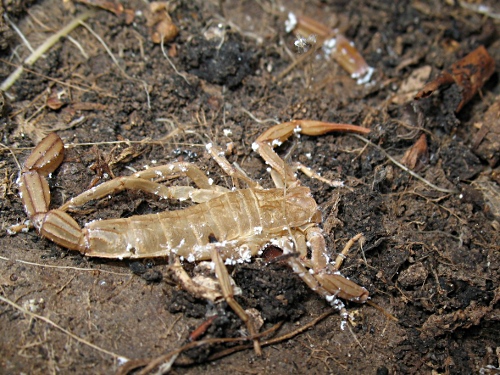 The cast-off exoskeleton of a Centruroides gracilis juvenile.