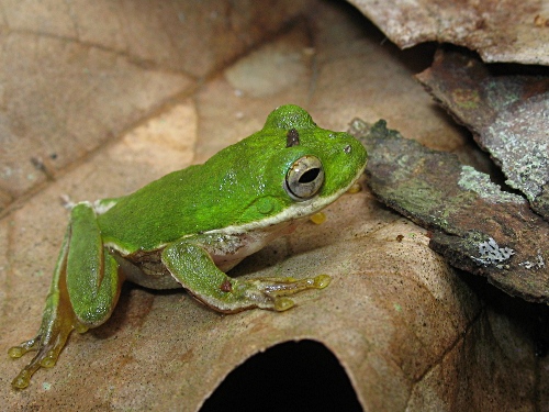 Close up of a green tree frog on a dead leaf.