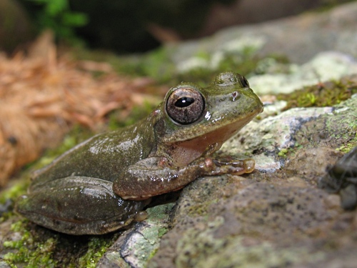 A happy tree frog.