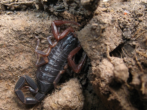 A juvenile Centruroides gracilis trying to hide.