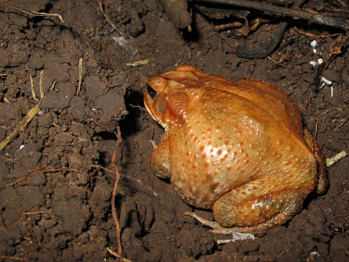A large orange brown toad.