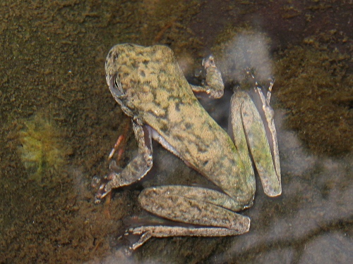 A tree frog in the river.