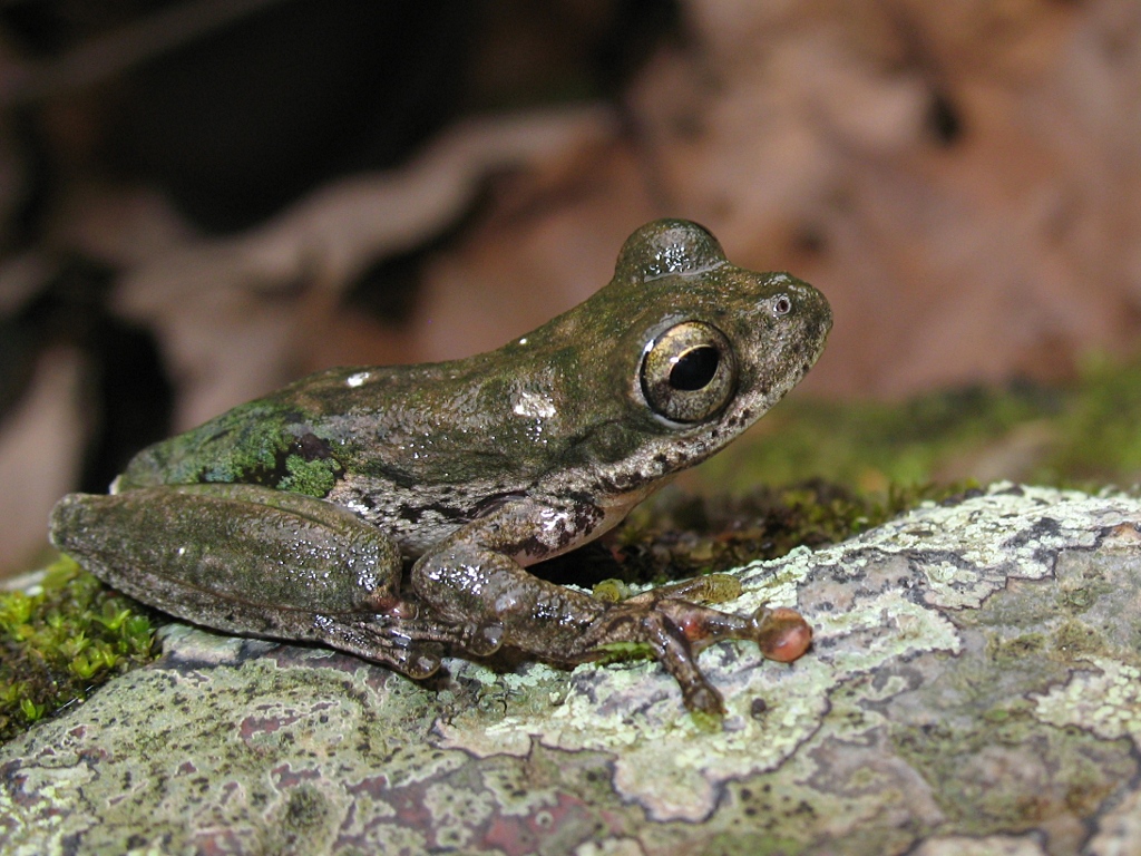 A small tree frog resting on a moss covered stone.