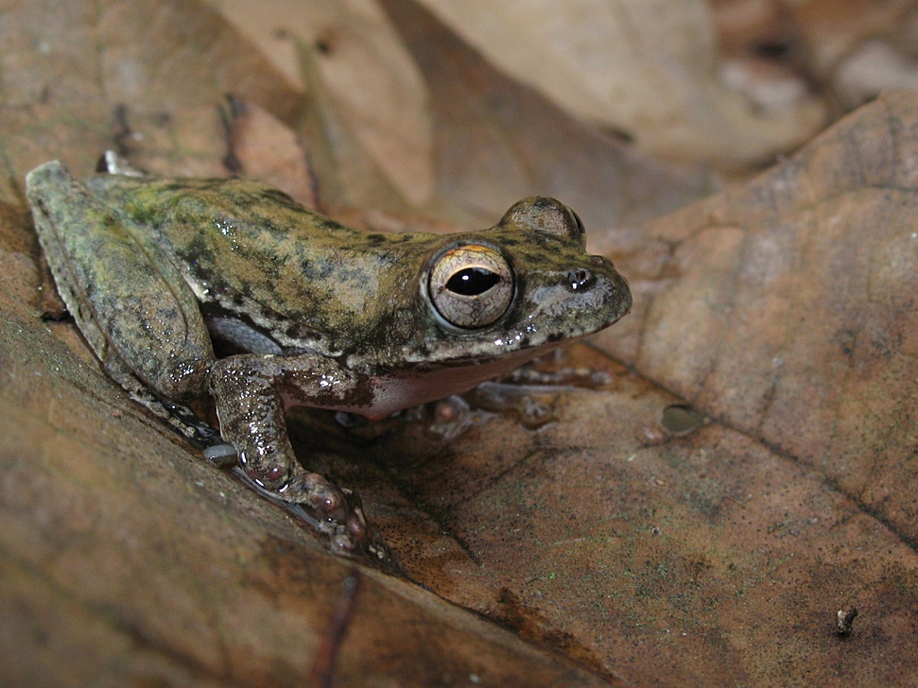 Close up of a tree frog on a dead leaf.