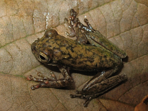 Top view of the small tree frog resting on a dead leaf.