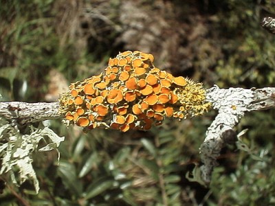 Lichen with spore cups