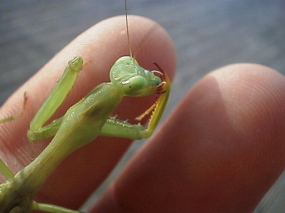 Praying mantis cleaning itself