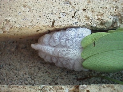 Praying mantis producing an egg case