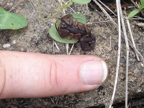 The top of my finger got stung by this juvenile Centruroides gracilis.