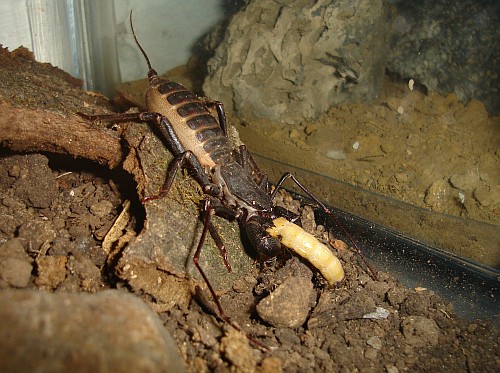 Vinegaroon (Uropygid sp.) eating a superworm.