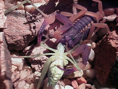 C. flavopictus eating a grasshopper