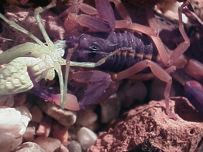 Close up of a C. flavopictus eating