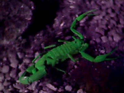 Male scorpion, species Centruroides flavopictus, glowing under UV light