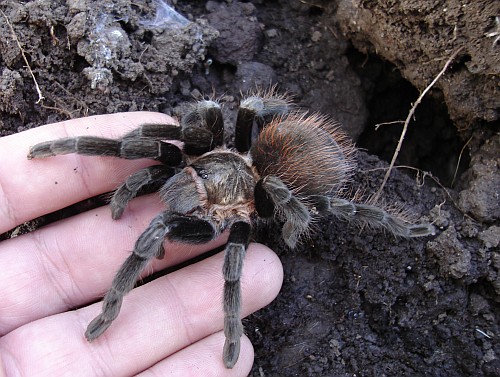 Adult female Brachypelma vagans climbing on my hand.