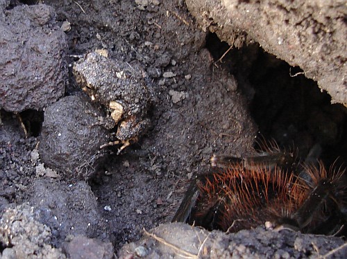 Rain frog species leaving the burrow of a Brachypelma vagans.
