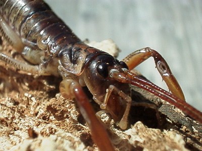 Close-up of weta head and front leg