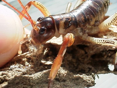 Weta examining my finger