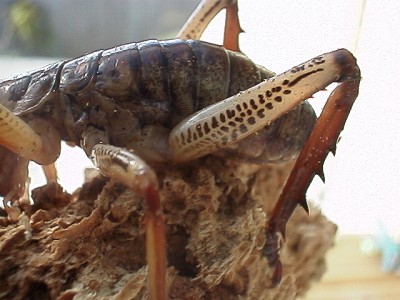 Hind leg of the Auckland tree weta